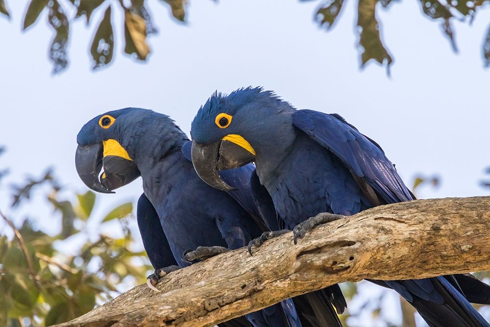 Brazil-Pantanal Hyacinth macaw pair in tree